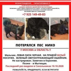 Подробнее об объявлении «Пропала собака кобель любимая собака Москва» Фото: пропала собака  «Пропала собака кобель любимая собака Москва» в г. Москва