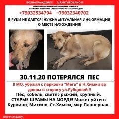 Подробнее об объявлении «Пропала собака кобель Москва» Фото: пропала собака  «Пропала собака кобель Москва» в г. Москва