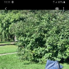 Подробнее об объявлении «Пропала собака Санкт-Петербург» Фото: пропала собака  «Пропала собака Санкт-Петербург» в г. Санкт-Петербург