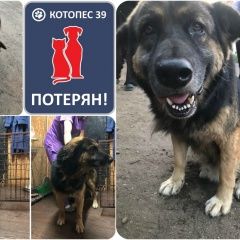 Подробнее об объявлении «Калининград (Кенигсберг) Пропала собака кобель коричневый пес, г. калининград» Фото: пропала собака  «Калининград (Кенигсберг) Пропала собака кобель...» в г. Калининград (Кенигсберг)