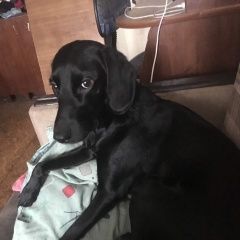 Подробнее об объявлении «Пропала собака Самара» Фото: пропала собака |  Американо - Канадская - Белая овчарка «Пропала собака Самара» в г. Самара