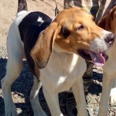 Подробнее об объявлении «шарыпово (красноярский край) Пропала собака кобель» Фото: пропала собака Гончая «шарыпово (красноярский край) Пропала собака кобель» в г. Шарыпово  (Красноярский край)