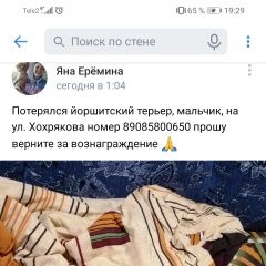 Подробнее об объявлении «Челябинск Пропала собака кобель» Фото: пропала собака Йоркширский терьер «Челябинск Пропала собака кобель» в г. Челябинск