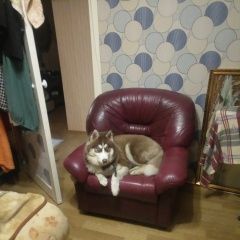 Подробнее об объявлении «Пропала собака Нижний Новгород» Фото: пропала собака  «Пропала собака Нижний Новгород» в г. Нижний Новгород