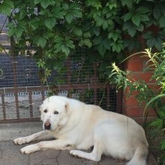 Подробнее об объявлении «Подольск Пропала собака алабай по кличке умка» Фото: пропала собака Среднеазиатская овчарка «Подольск Пропала собака алабай по кличке умка» в г. Подольск