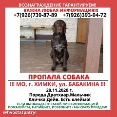 Подробнее об объявлении «Пропала собака кобель помогите.может быть где угодно. Химки» Фото: пропала собака Дратхаар «Пропала собака кобель помогите.может быть где...» в г. Химки