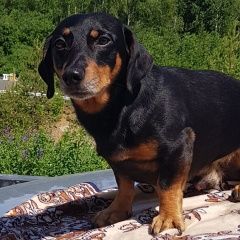 Подробнее об объявлении «Обнинск Пропала собака кобель» Фото: пропала собака Такса «Обнинск Пропала собака кобель» в г. Обнинск