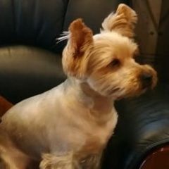 Подробнее об объявлении «Пропала собака кобель спб, выборгский район, парголово Санкт-Петербург» Фото: пропала собака Йоркширский терьер «Пропала собака кобель спб, выборгский район,...» в г. Санкт-Петербург