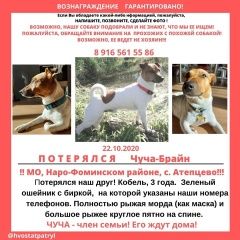 Подробнее об объявлении «Пропала собака кобель джек рассел, мальчик, 3 года Нарофоминск» Фото: пропала собака Джек рассел терьер «Пропала собака кобель джек рассел, мальчик, 3...» в г. Нарофоминск