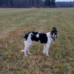 Подробнее об объявлении «Пропала собака кобель русская борзая Санкт-Петербург» Фото: пропала собака Русская псовая борзая «Пропала собака кобель русская борзая...» в г. Санкт-Петербург