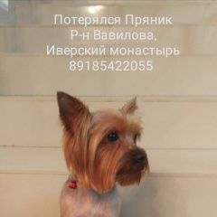 Подробнее об объявлении «Ростов-на-Дону Пропала собака кобель йорк. 5.12.20.рн вавилова» Фото: пропала собака Йоркширский терьер «Ростов-на-Дону Пропала собака кобель йорк....» в г. Ростов-на-Дону