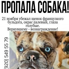 Подробнее об объявлении «Пропала собака кобель помогите вернуть домой  Липецк» Фото: пропала собака Французский бульдог «Пропала собака кобель помогите вернуть домой...» в г. Липецк