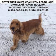 Подробнее об объявлении «Пропала собака кобель Барсуки» Фото: пропала собака Английский кокер-спаниель «Пропала собака кобель Барсуки» в г. Барсуки