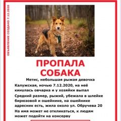 Подробнее об объявлении «Пропала собака метис, санни Москва» Фото: пропала собака  «Пропала собака метис, санни Москва» в г. Москва