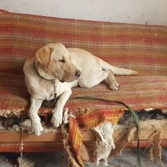 Подробнее об объявлении «Пропала собака кобель лабрадор 3 года Владикавказ» Фото: пропала собака Лабрадор ретривер «Пропала собака кобель лабрадор 3 года Владикавказ» в г. Владикавказ