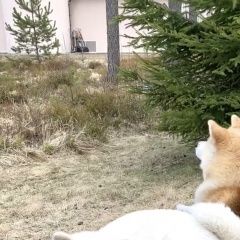 Подробнее об объявлении «Пропала собака белая собака девочка акита Санкт-Петербург» Фото: пропала собака Акита-ину «Пропала собака белая собака девочка акита...» в г. Санкт-Петербург