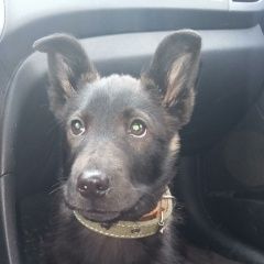 Подробнее об объявлении «Пропала собака кобель щенок южный Кемерово» Фото: пропала собака  «Пропала собака кобель щенок южный Кемерово» в г. Кемерово