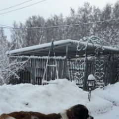 Подробнее об объявлении «Пропала собака Смоленск» Фото: пропала собака Московская сторожевая «Пропала собака Смоленск» в г. Смоленск
