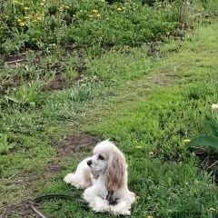 Подробнее об объявлении «Пропала собака кобель Самара» Фото: пропала собака Американский кокер-спаниель «Пропала собака кобель Самара» в г. Самара