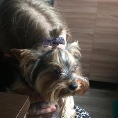 Подробнее об объявлении «Пропала собака помогите  Смоленск» Фото: пропала собака Йоркширский терьер «Пропала собака помогите  Смоленск» в г. Смоленск