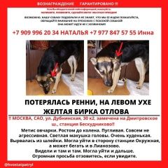 Подробнее об объявлении «Пропала собака Москва» Фото: пропала собака  «Пропала собака Москва» в г. Москва