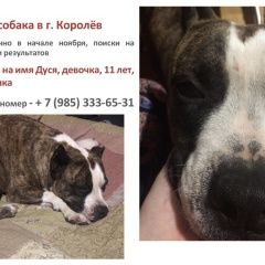 Подробнее об объявлении «Пропала собака Королев» Фото: пропала собака Американский стаффордширский терьер «Пропала собака Королев» в г. Королев