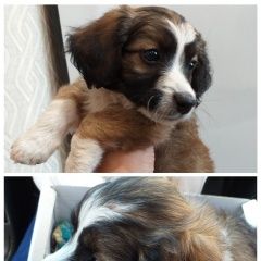 Подробнее об объявлении «Шахты Пропала собака кобель собачка» Фото: пропала собака  «Шахты Пропала собака кобель собачка» в г. Шахты