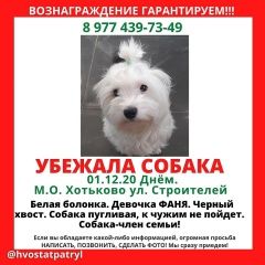 Подробнее об объявлении «Обнинск Пропала собака» Фото: пропала собака Мальтийская болонка «Обнинск Пропала собака» в г. Обнинск