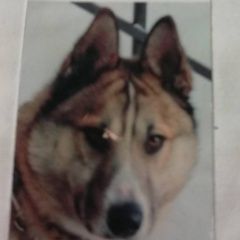 Подробнее об объявлении «Тюмень Пропала собака кобель лайка» Фото: пропала собака  «Тюмень Пропала собака кобель лайка» в г. Тюмень