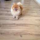 Подробнее об объявлении «Пропала собака кобель собака по кличке тимошка Электросталь» Фото: пропала собака Померанский шпиц «Пропала собака кобель собака по кличке тимошка...» в г. Электросталь