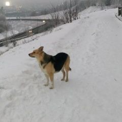 Подробнее об объявлении «Пропала собака, в районе малой ямской. Нижний Новгород» Фото: пропала собака  «Пропала собака, в районе малой ямской. Нижний...» в г. Нижний Новгород