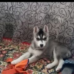 Подробнее об объявлении «Тимашевск Пропала собака щенок хаски» Фото: пропала собака Сибирская хаски «Тимашевск Пропала собака щенок хаски» в г. Тимашевск