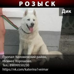 Подробнее об объявлении «Коломна Пропала собака кобель розыск» Фото: пропала собака  «Коломна Пропала собака кобель розыск» в г. Коломна