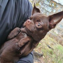 Подробнее об объявлении «Иваново Пропала собака кобель чихуахуа коричневый гриша» Фото: пропала собака Чихуахуа «Иваново Пропала собака кобель чихуахуа...» в г. Иваново
