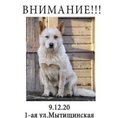 Подробнее об объявлении «Пропала собака взрослая девочка породы хилер Москва» Фото: пропала собака Австралийская пастушья собака «Пропала собака взрослая девочка породы хилер...» в г. Москва