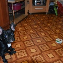 Подробнее об объявлении «Пропала собака кобель Кемерово» Фото: пропала собака Французский бульдог «Пропала собака кобель Кемерово» в г. Кемерово