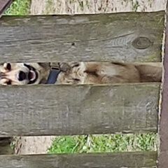 Подробнее об объявлении «Пропала собака где ты, умка? Навашино» Фото: пропала собака Западно-сибирская лайка «Пропала собака где ты, умка? Навашино» в г. Навашино