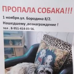 Подробнее об объявлении «Омск Пропала собака 1 ноября в нефтяниках.» Фото: пропала собака  «Омск Пропала собака 1 ноября в нефтяниках.» в г. Омск