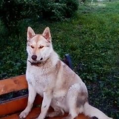 Подробнее об объявлении «Подольск Пропала собака кобель» Фото: пропала собака  «Подольск Пропала собака кобель» в г. Подольск