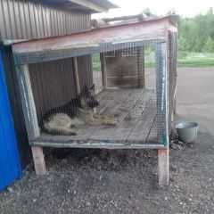Подробнее об объявлении «Пропала собака кобель Уфа» Фото: пропала собака Немецкая овчарка «Пропала собака кобель Уфа» в г. Уфа