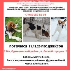 Подробнее об объявлении «Одинцово Пропала собака кобель» Фото: пропала собака Бигль «Одинцово Пропала собака кобель» в г. Одинцово