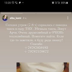 Подробнее об объявлении «Пропала собака кобель такса Симферополь» Фото: пропала собака Такса «Пропала собака кобель такса Симферополь» в г. Симферополь