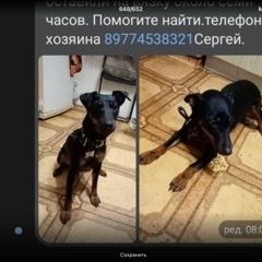 Подробнее об объявлении «Пропала собака ягд терьер, девочка 2 года Видное» Фото: пропала собака Ягд-терьер «Пропала собака ягд терьер, девочка 2 года Видное» в г. Видное