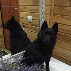 Подробнее об объявлении «Пропала собака помогите Смоленск» Фото: пропала собака Бельгийская овчарка «Пропала собака помогите Смоленск» в г. Смоленск