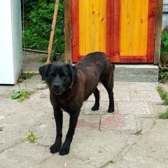 Подробнее об объявлении «Пропала собака кобель лабрадор Королев» Фото: пропала собака Лабрадор ретривер «Пропала собака кобель лабрадор Королев» в г. Королев