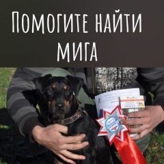 Подробнее об объявлении «Пропала собака кобель Великие Луки» Фото: пропала собака Ягд-терьер «Пропала собака кобель Великие Луки» в г. Великие Луки