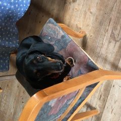 Подробнее об объявлении «Пропала собака такса Санкт-Петербург» Фото: пропала собака Такса «Пропала собака такса Санкт-Петербург» в г. Санкт-Петербург