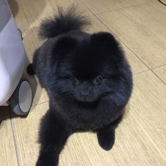 Подробнее об объявлении «Подольск Пропала собака кобель шпиц чёрный» Фото: пропала собака Померанский шпиц «Подольск Пропала собака кобель шпиц чёрный» в г. Подольск