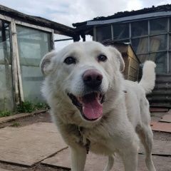 Подробнее об объявлении «Обнинск Пропала собака кобель» Фото: пропала собака  «Обнинск Пропала собака кобель» в г. Обнинск