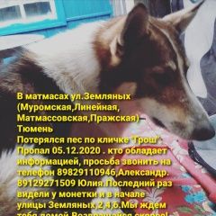 Подробнее об объявлении «Тюмень Пропала собака кобель помогите найти» Фото: пропала собака  «Тюмень Пропала собака кобель помогите найти» в г. Тюмень